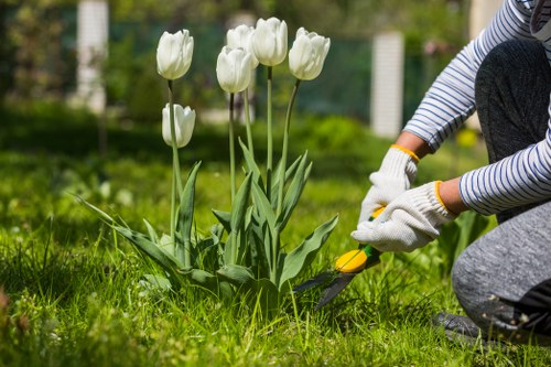 A person wearing white gardening gloves and a striped long-sleeve shirt is kneeling on a well-maintained grassy lawn in a garden, using a small hand trowel to tend to a cluster of white tulips growing in a flower bed. The garden features a lush green lawn with neatly edged flower beds bordered by dark soil, and in the background, there are additional garden plants, shrubs, and a blurred wooden fence. The overall scene suggests careful outdoor maintenance during daytime with natural light, aligning with gardening services in Notting Hill to promote lawn and flower bed care. The garden environment is tidy, and the tulips are healthy with large, white blossoms and green leaves, contributing to an attractive, landscaped outdoor space typical of urban residential gardens in the area.